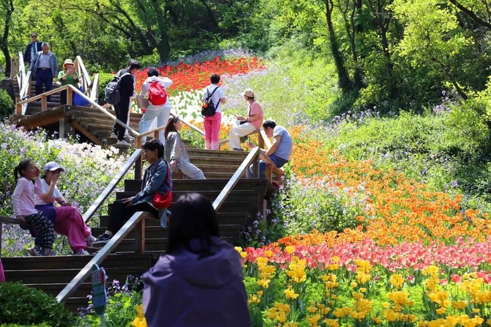 泉城春日顶流 红叶谷郁金香花海五一畅玩来袭