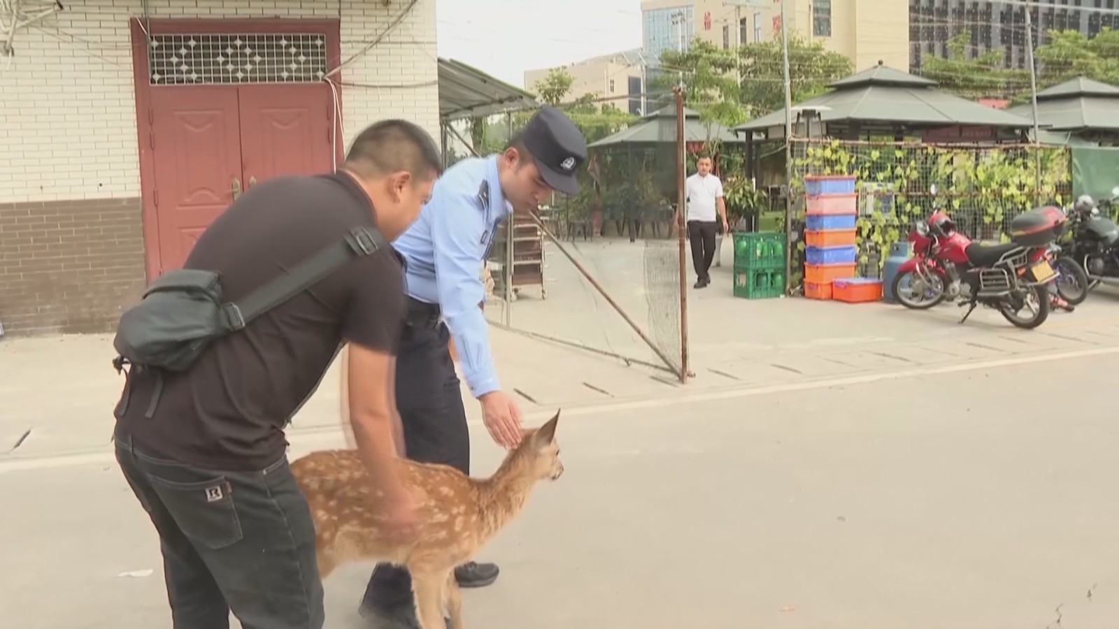 迷路梅花鹿街头“散步” 民警助力回家 迷路梅花鹿街头“散步” 民警助力回家