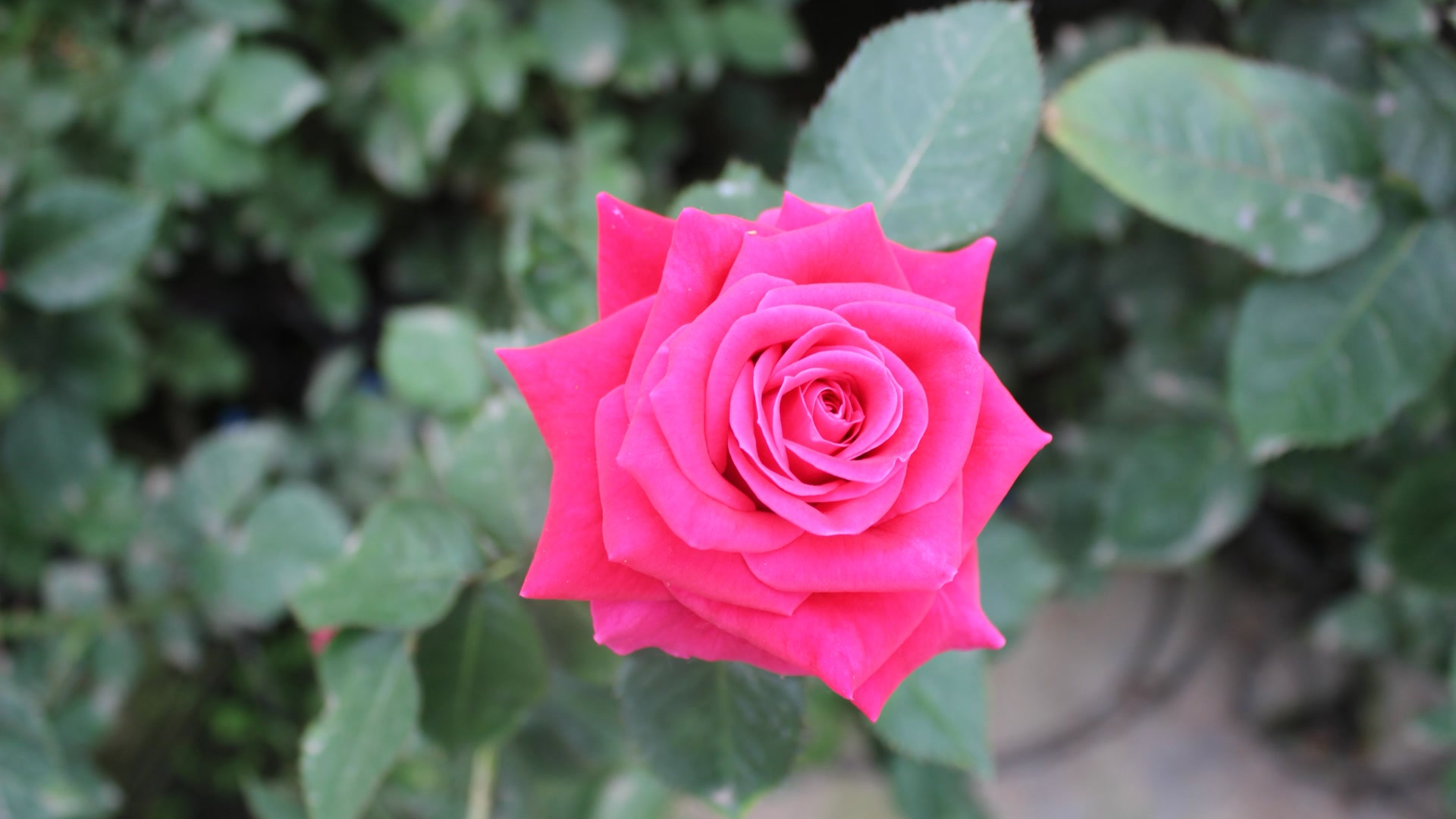 从“二舅”绽放春晚,到“娇龙”寄托思念 看月季征名背后的中式浪漫 从“二舅”绽放春晚,到“娇龙”寄托思念 看月季征名背后的中式浪漫