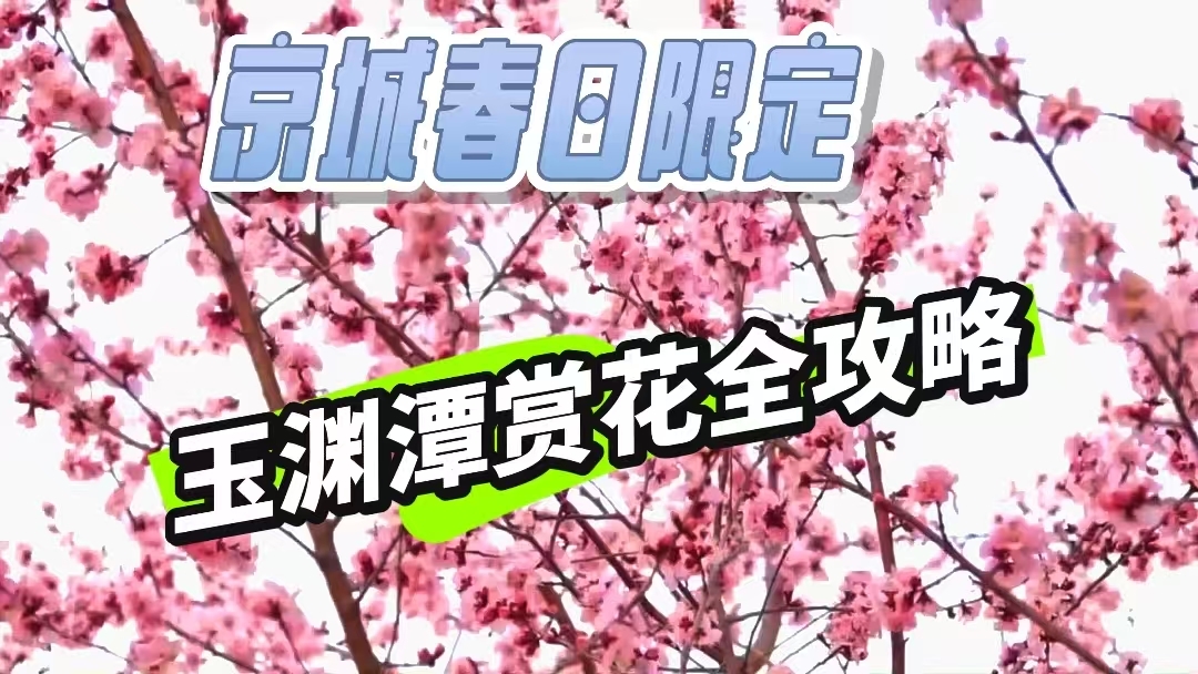 京城春日限定｜玉渊潭赏花全攻略