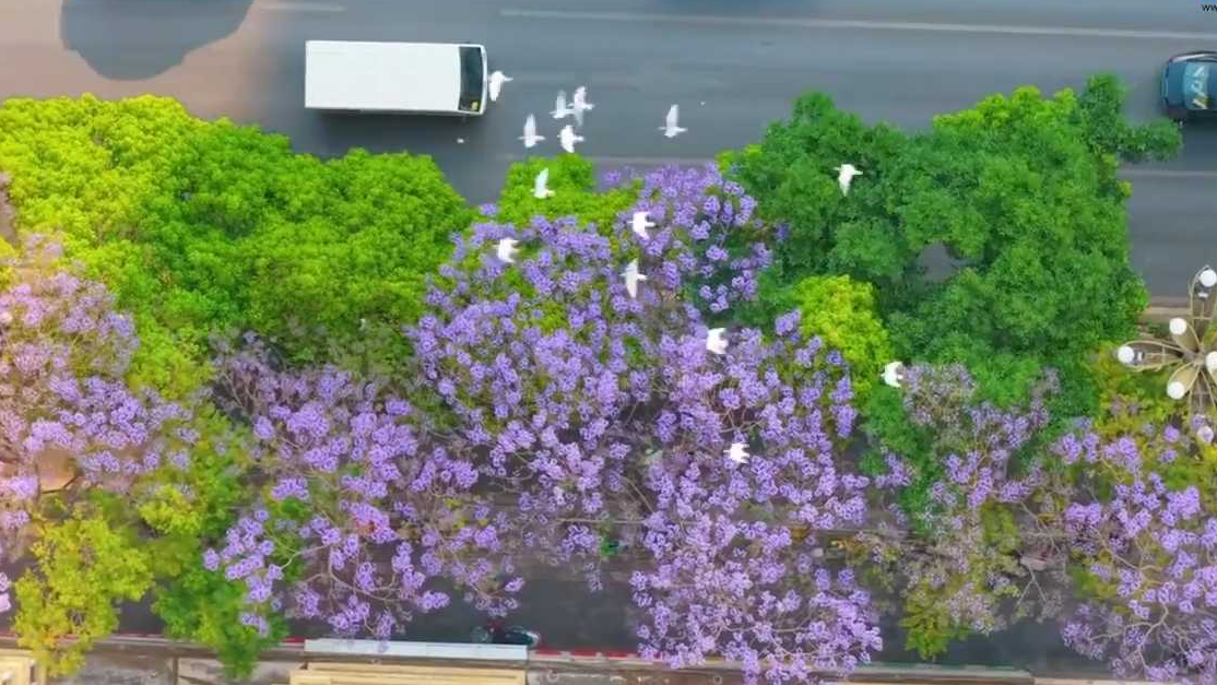 蓝花楹绽放!昆明开启紫色滤镜模式 蓝花楹绽放!昆明开启紫色滤镜模式