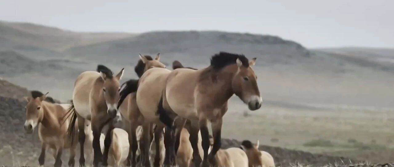 从野外灭绝到重返荒原!一场京杭接力,为普氏野马续写新生 从野外灭绝到重返荒原!一场京杭接力,为普氏野马续写新生