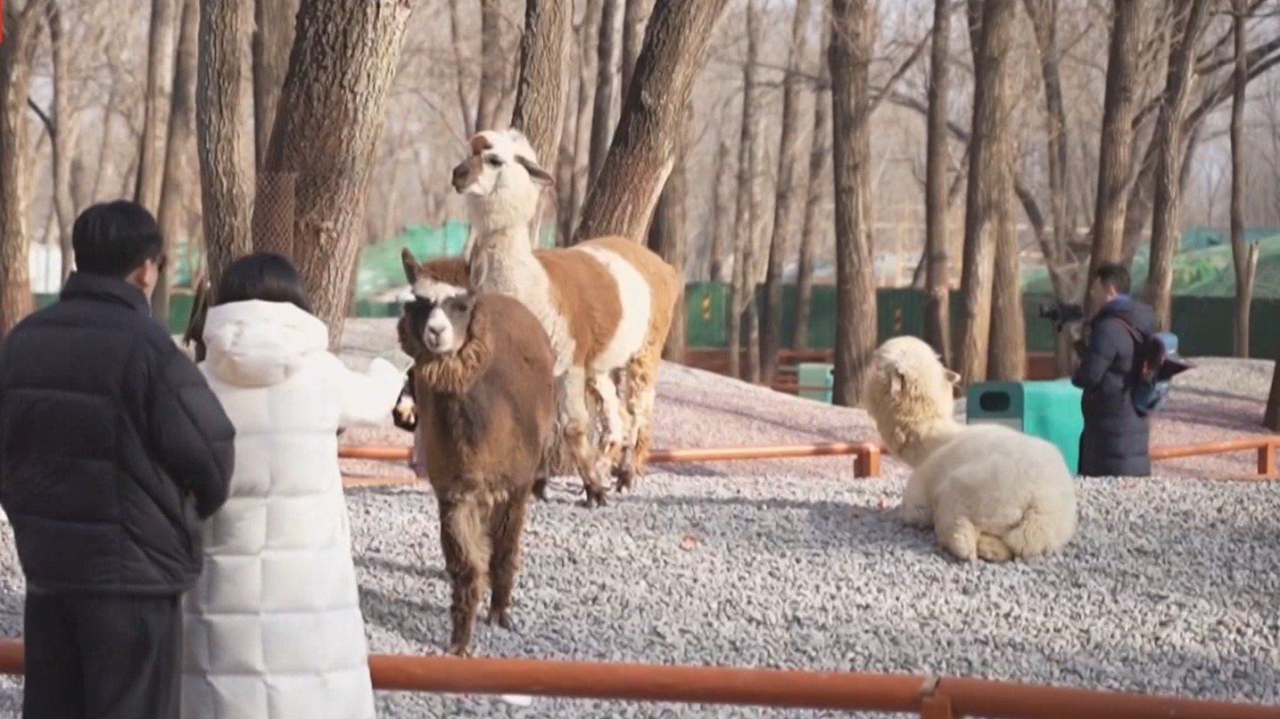 北京野生动物园推出“萌兽相伴·马上有福”新春主题系列活动 北京野生动物园推出“萌兽相伴·马上有福”新春主题系列活动