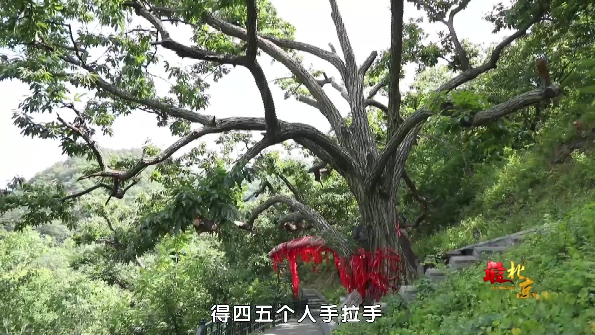 平谷梨树沟里的千年古栗树为何至今生机勃勃？_北京时间