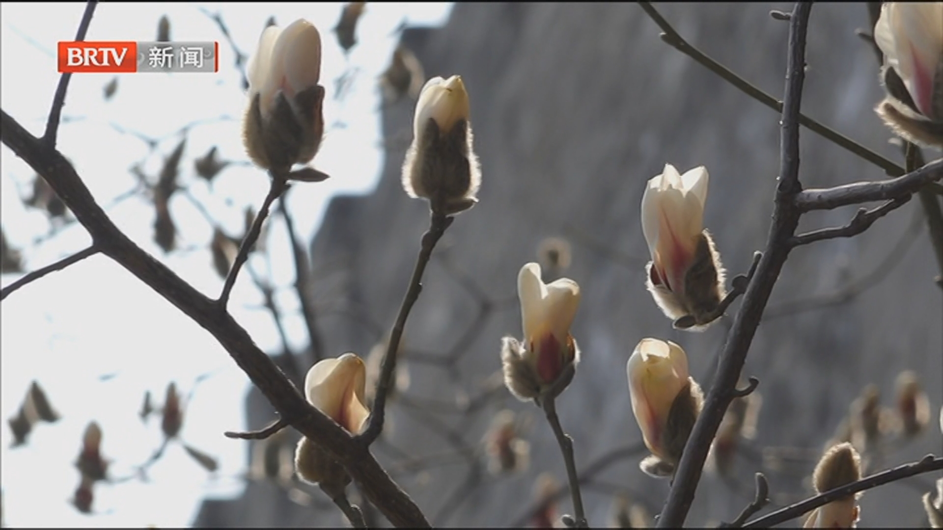 故宫墙外护城河畔望春玉兰盛开