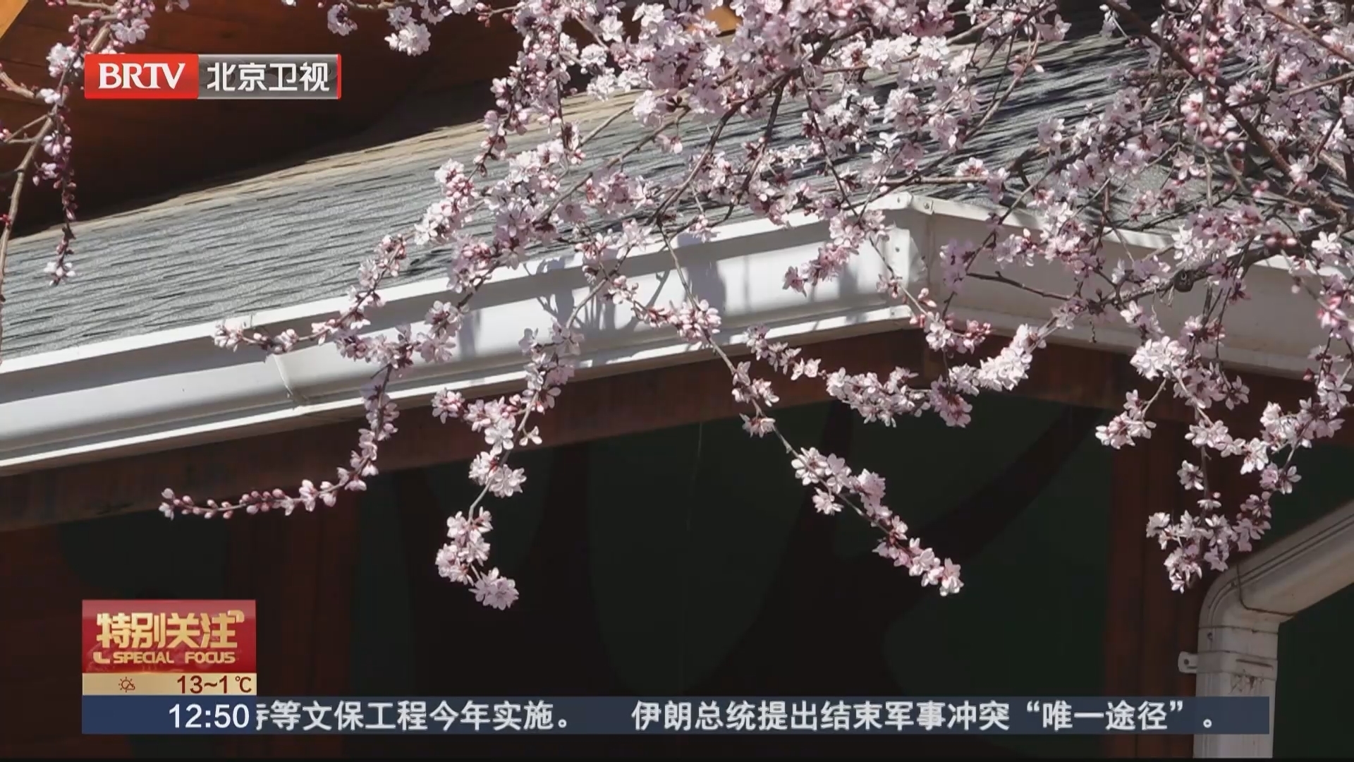 陶然亭报春山桃盛放