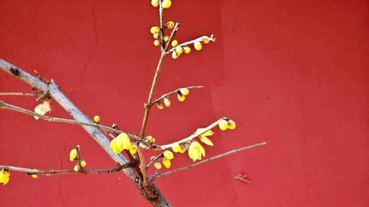 卧佛寺腊梅提前绽放迎北京初雪 卧佛寺腊梅提前绽放迎北京初雪