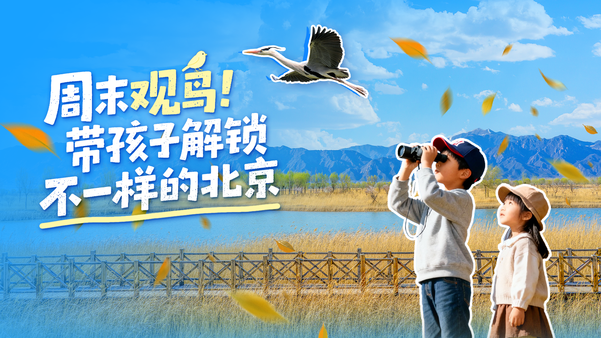 不一样的周末体验！带娃解锁北京10大观鸟场所
