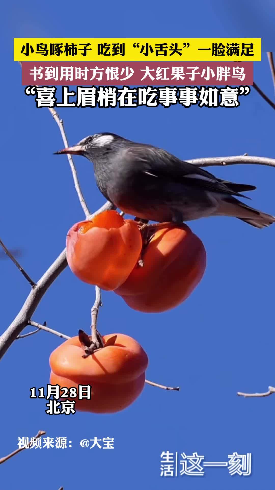 小鸟啄柿子 吃到“小舌头”一脸满足   “喜上眉梢在吃事事如意”