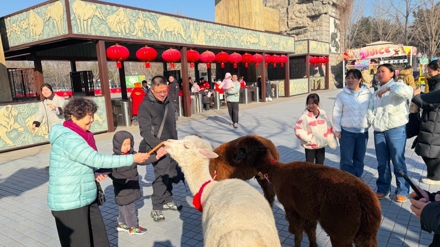到野生动物园过大年，萌兽组团送福