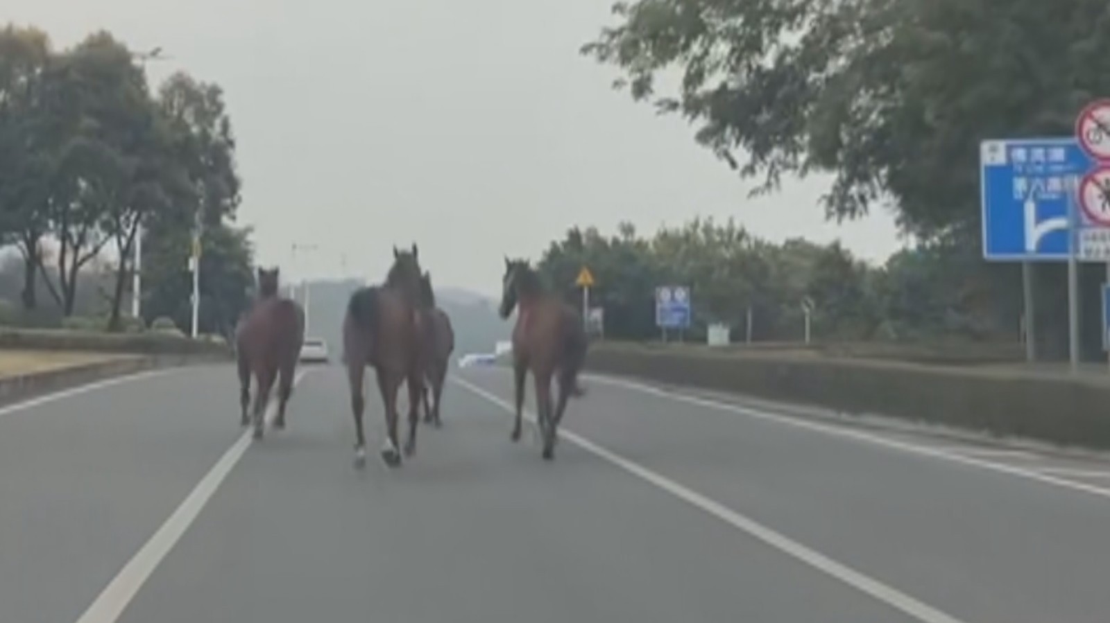 四匹“宝马”离家出走 过往车辆纷纷避让 四匹“宝马”离家出走 过往车辆纷纷避让