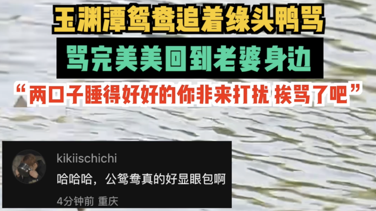 玉渊潭鸳鸯追着绿头鸭骂，骂完美美回到老婆身边