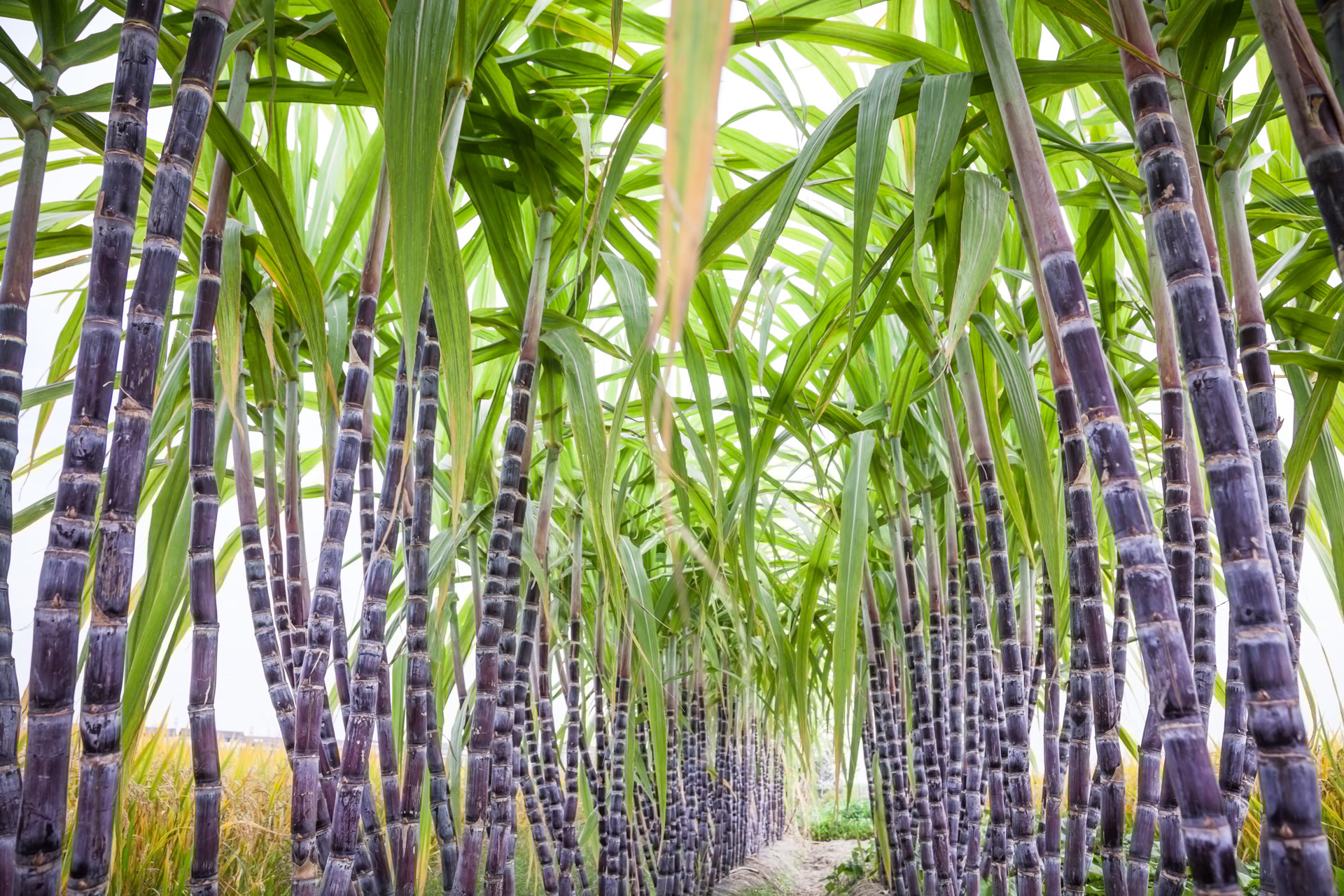 时隔百年,“甘蔗”再登顶刊!中国科学家做了什么? 时隔百年,“甘蔗”再登顶刊!中国科学家做了什么?