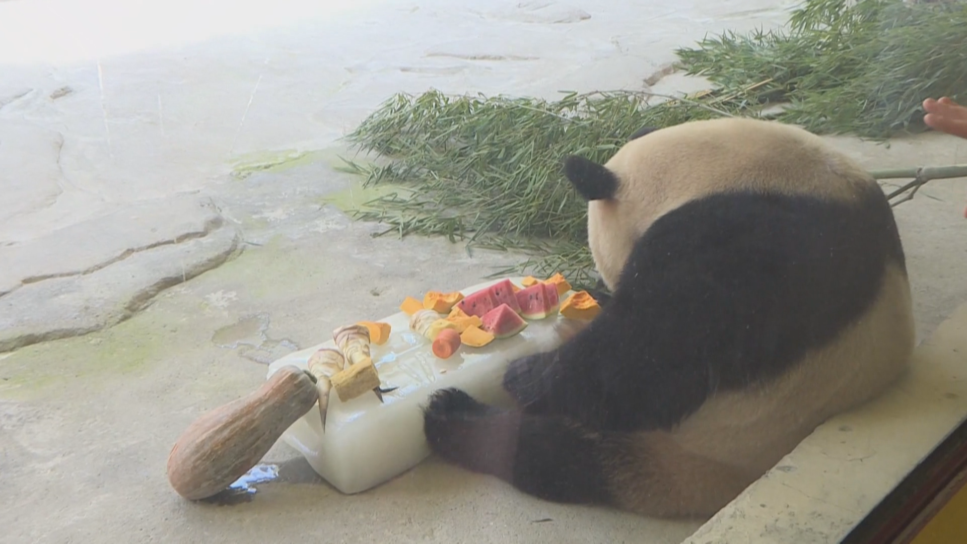 大熊猫也会中暑？动物们怎么避暑