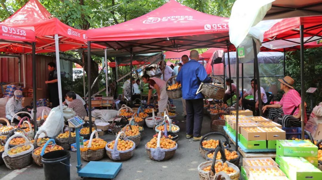 党建引领绘就“杏”福画卷 平谷北寨村走出特色振兴路 党建引领绘就“杏”福画卷 平谷北寨村走出特色振兴路