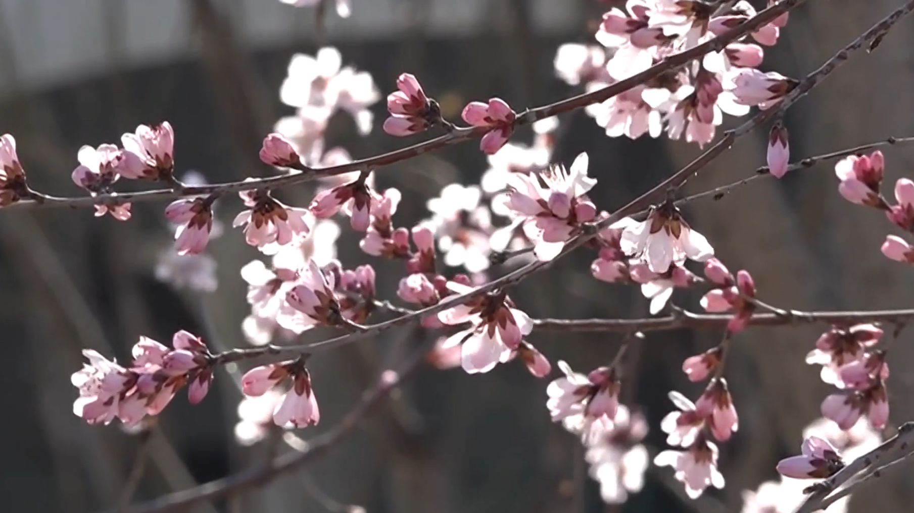 京城追春丨春满副中心 运河畔繁花似锦 绿心公园樱梅争艳 京城追春丨春满副中心 运河畔繁花似锦 绿心公园樱梅争艳