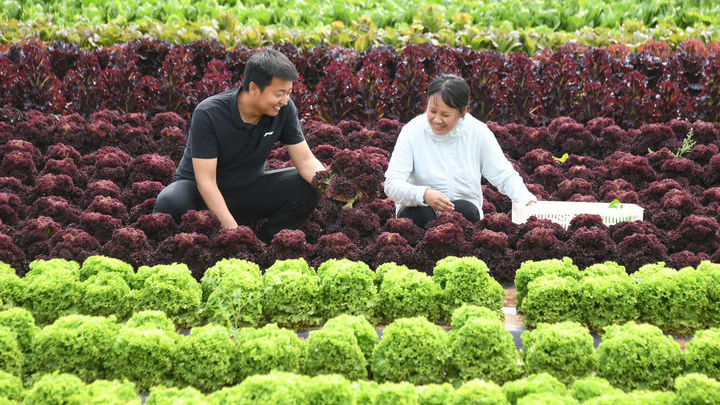 一个远郊农业区的“高大尚”追求 一个远郊农业区的“高大尚”追求