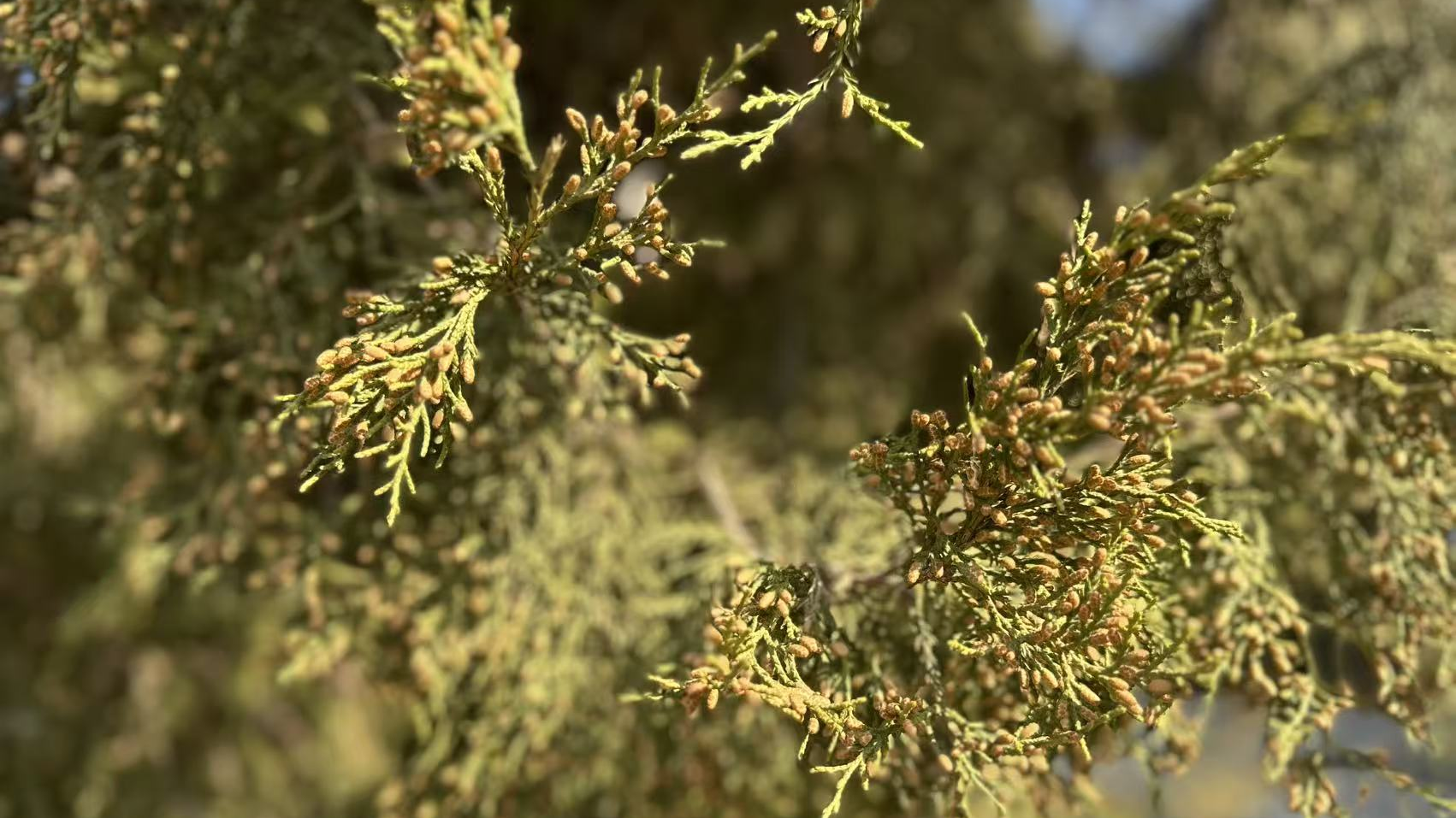 北京将迎柏科花粉浓度高峰 今年“治粉”有哪些新招