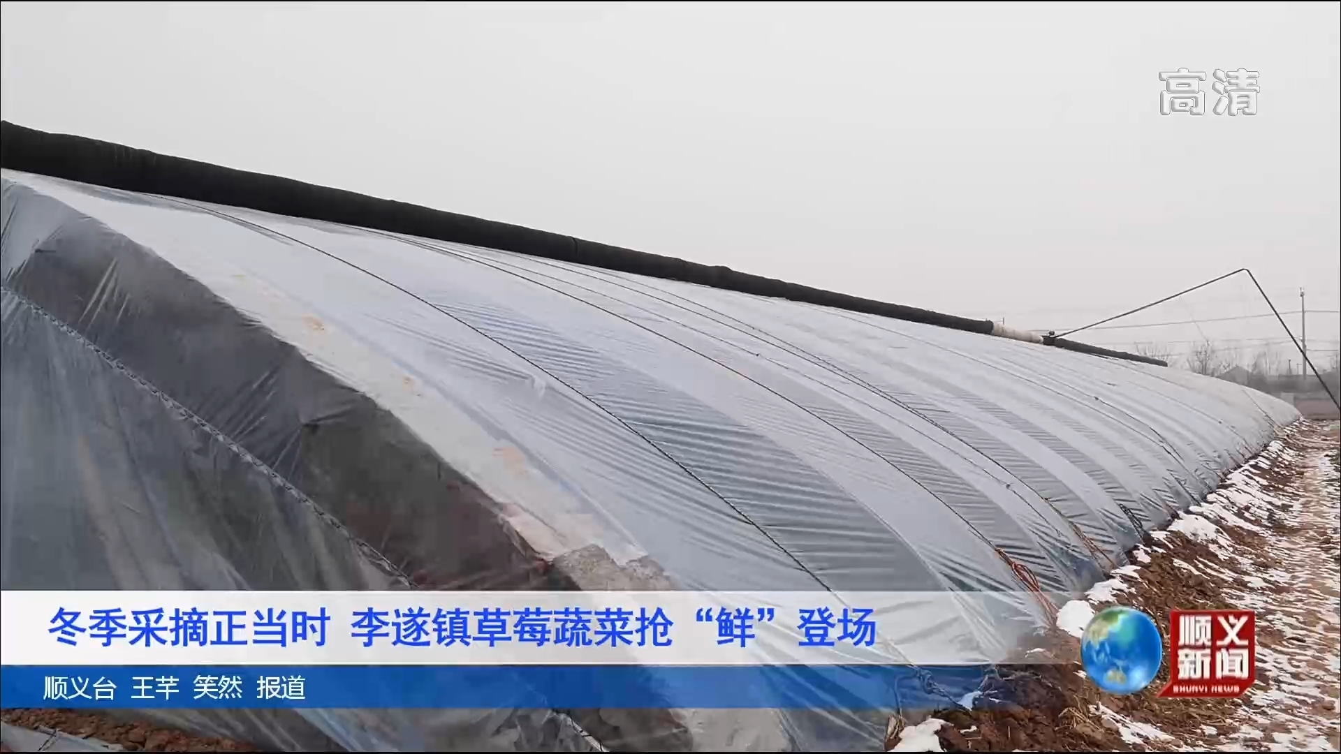 冬季采摘正当时 李遂镇草莓蔬菜抢“鲜”登场 冬季采摘正当时 李遂镇草莓蔬菜抢“鲜”登场