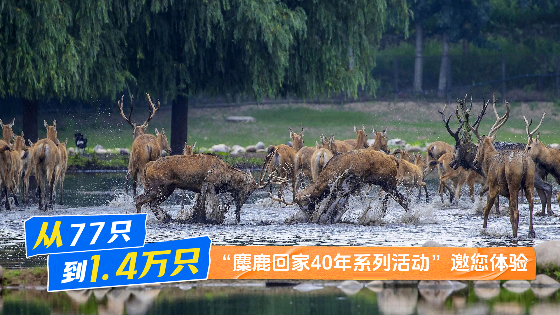 从77只到1.4万只 “麋鹿回家40年系列活动”邀您体验