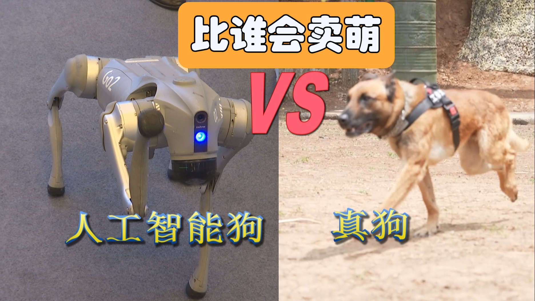人工智能狗VS真狗 比谁会卖萌_北京时间