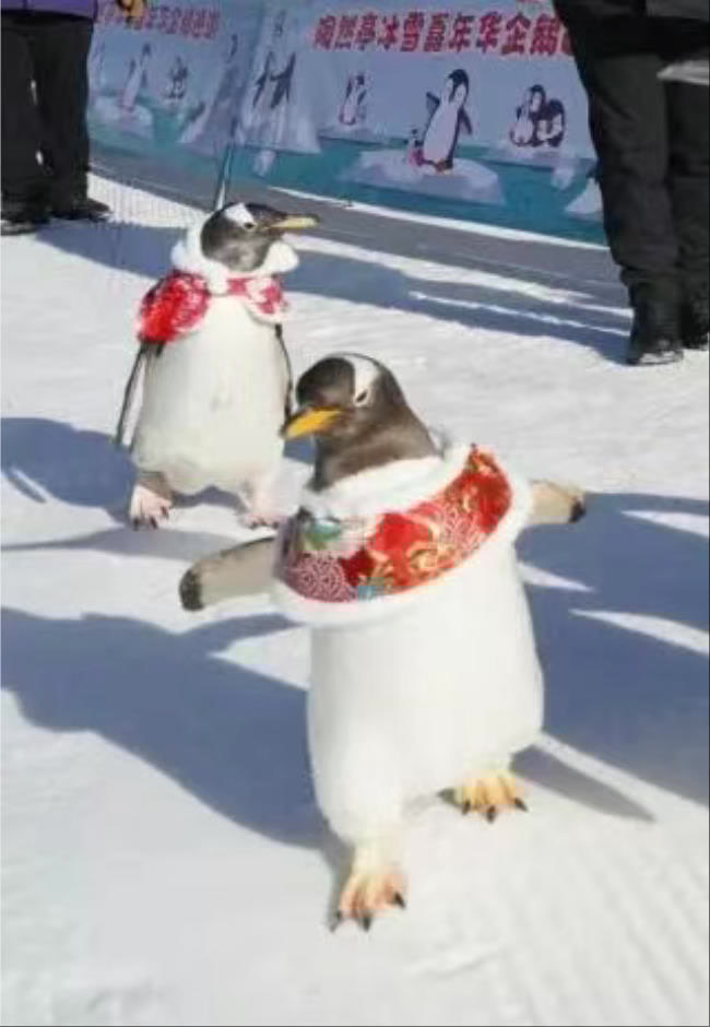 陶然亭冰雪嘉年华来了“南极客”,与它们接触安全吗?记者问清楚了 陶然亭冰雪嘉年华来了“南极客”,与它们接触安全吗?记者问清楚了