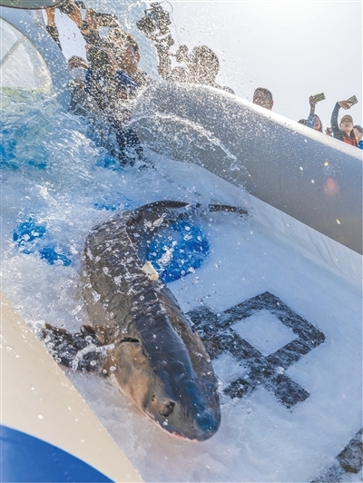 长江禁渔以来，中华鲟入海率提高了约20倍