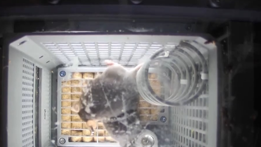 首次上太空的“鼠鼠乘组”在空间站的加班餐食是豆浆