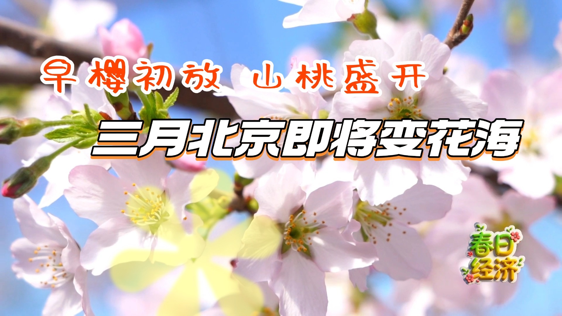 【春日经济】早樱初放 山桃盛开 三月北京即将变花海