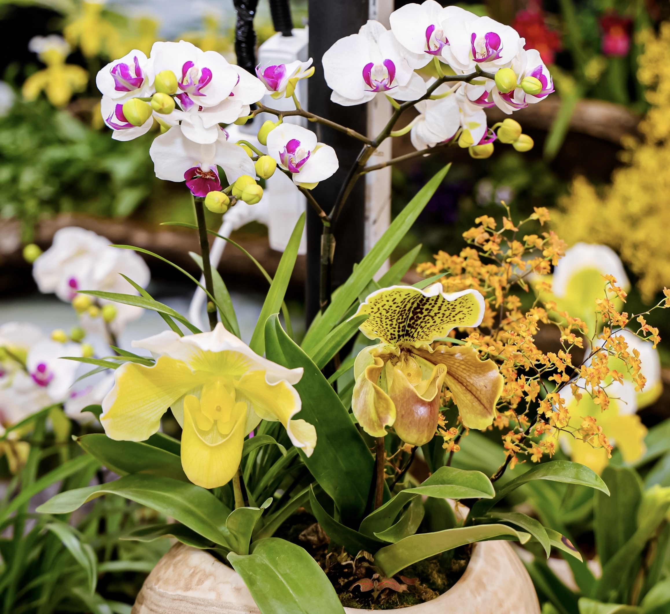 把全国最美的花搬到北京，牡丹、兜兰、水仙来京参展