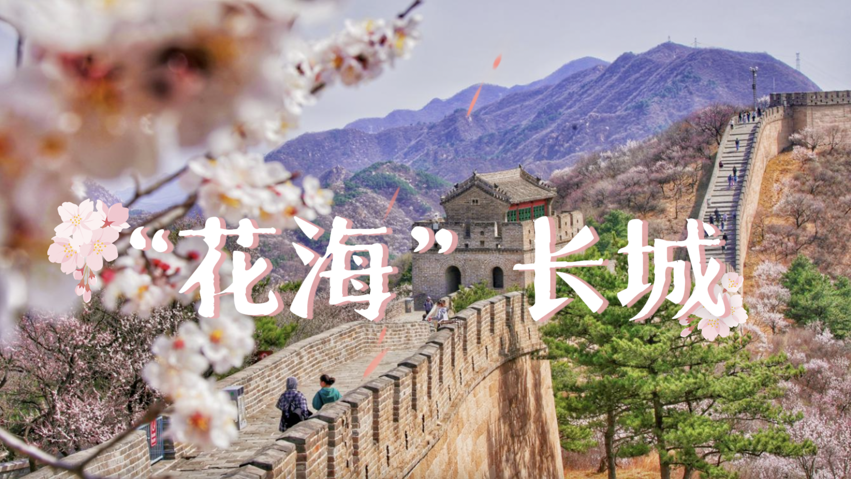 仅1%的人知道!北京可以“封神”的三段花海长城 仅1%的人知道!北京可以“封神”的三段花海长城