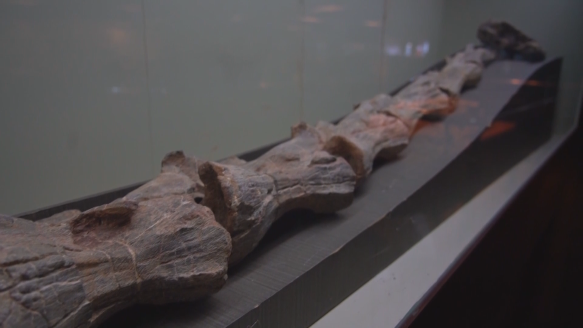 云南发现蜥脚型类恐龙新属种 云南发现蜥脚型类恐龙新属种