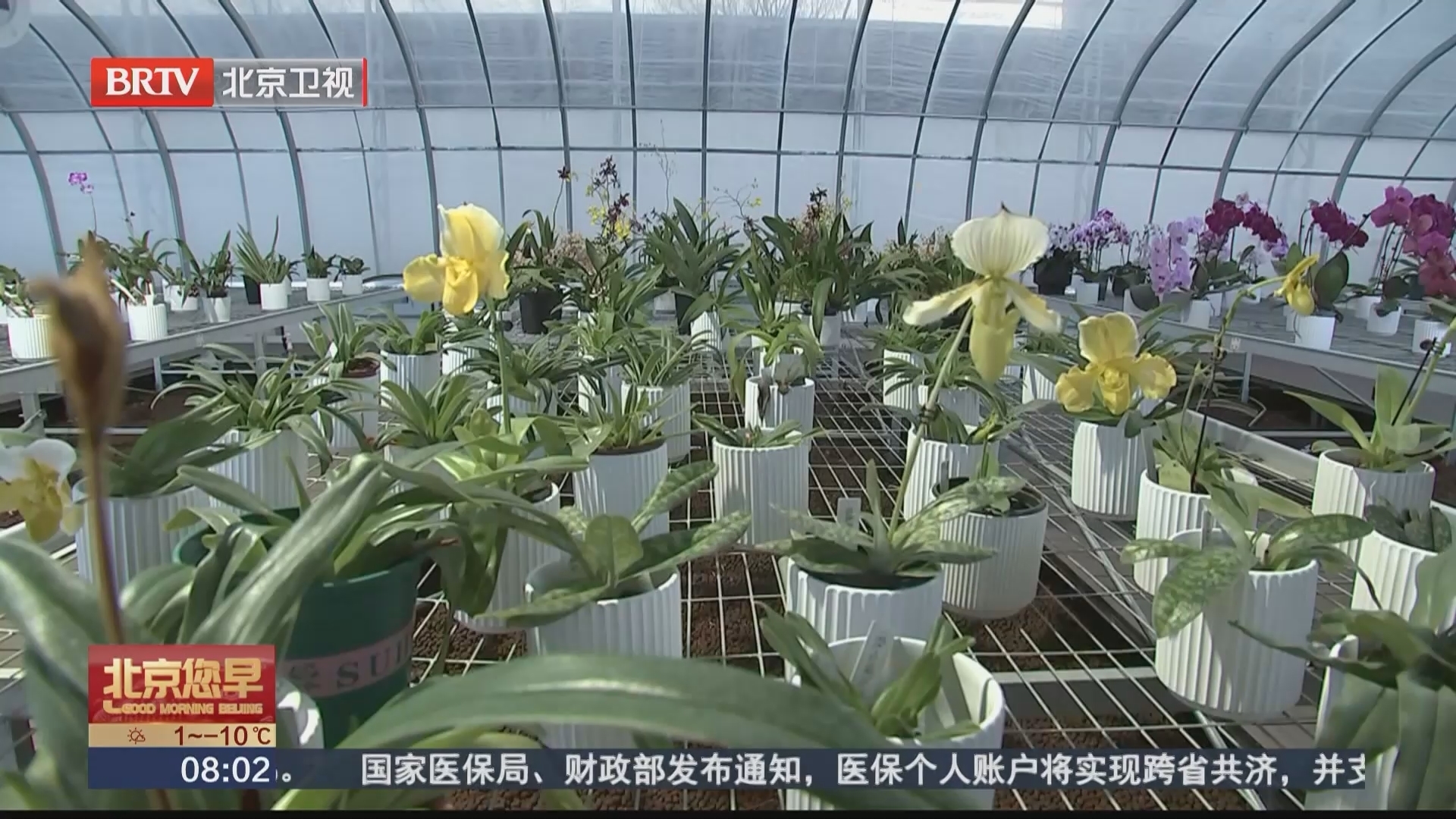 以花为媒扮靓城市空间 海淀区政协举办开年首场“京华议事厅”活动