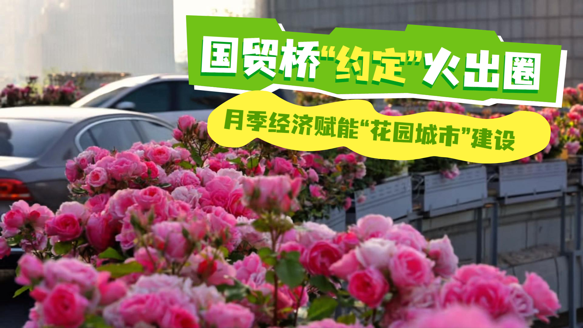 国贸桥“约定”火出圈  月季经济赋能“花园城市”建设