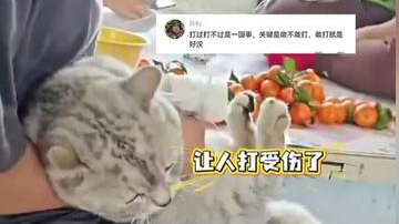 杭州小猫回东北过年结果挨揍了