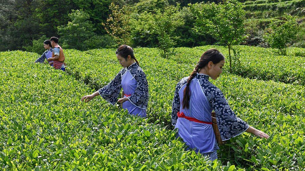 茶文旅蓬勃发展，中国茶如何从单一饮品成长为“万能搭子”？