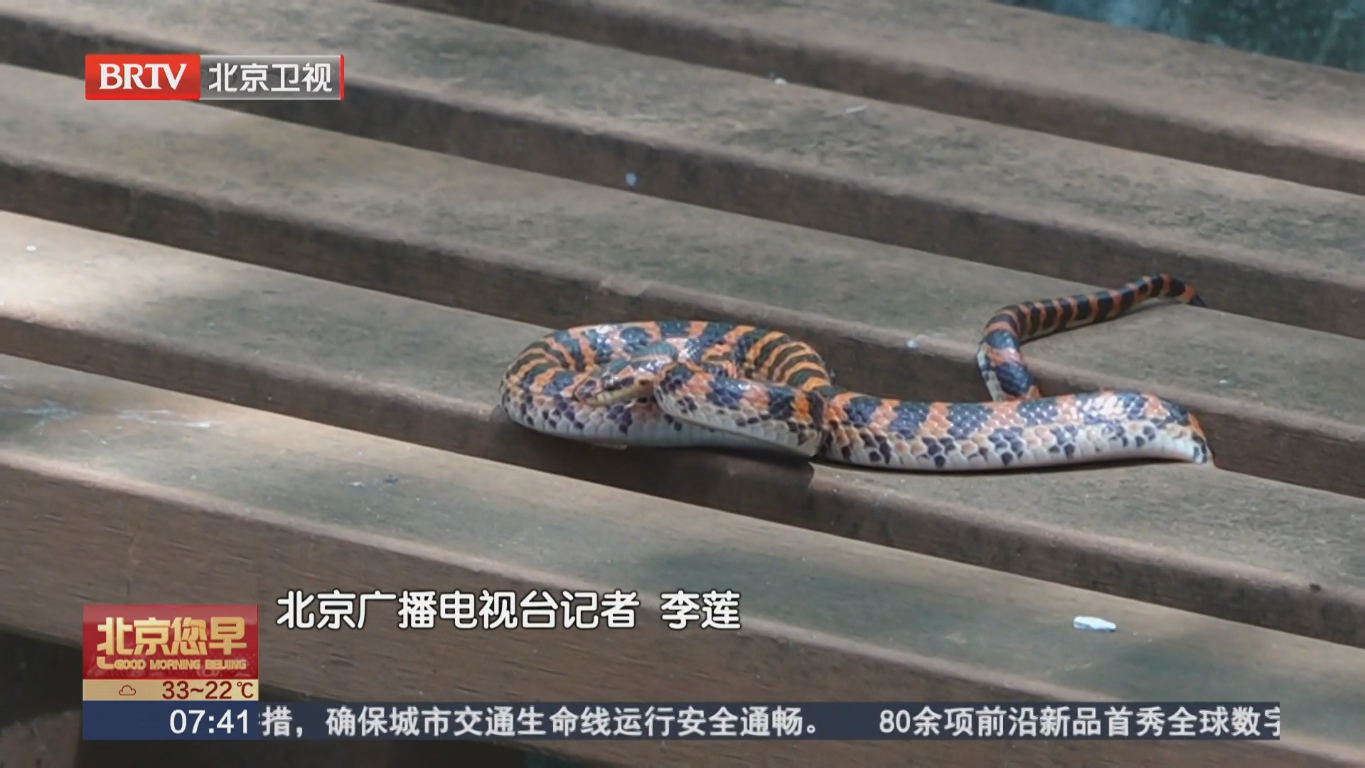 北京公园“蛇出没”?别慌!它们其实很胆小 北京公园“蛇出没”?别慌!它们其实很胆小