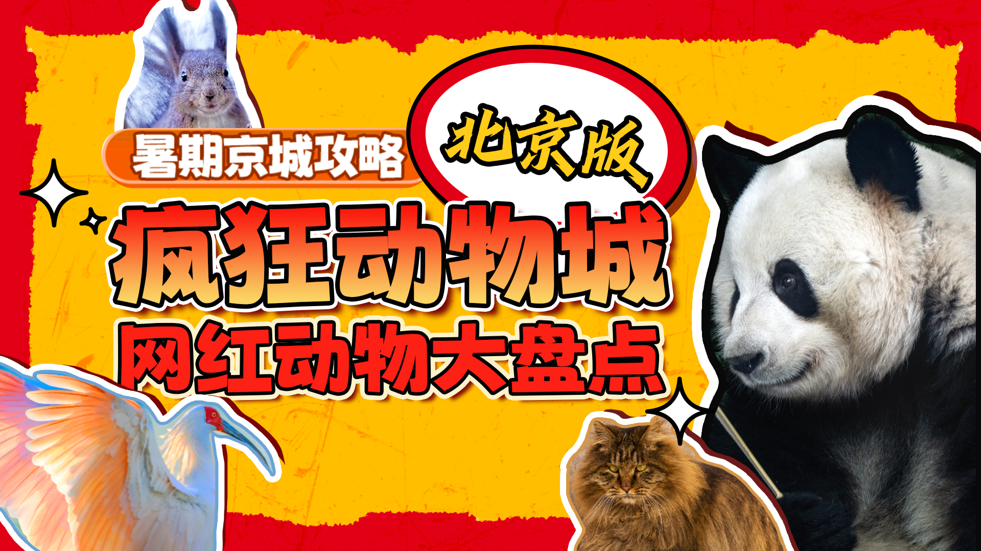 周末怎么过?和北京的“网红动物”一起过! 周末怎么过?和北京的“网红动物”一起过!
