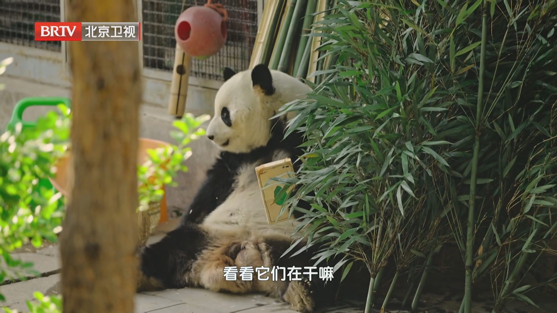 《神奇动物园》第八章生命乐章