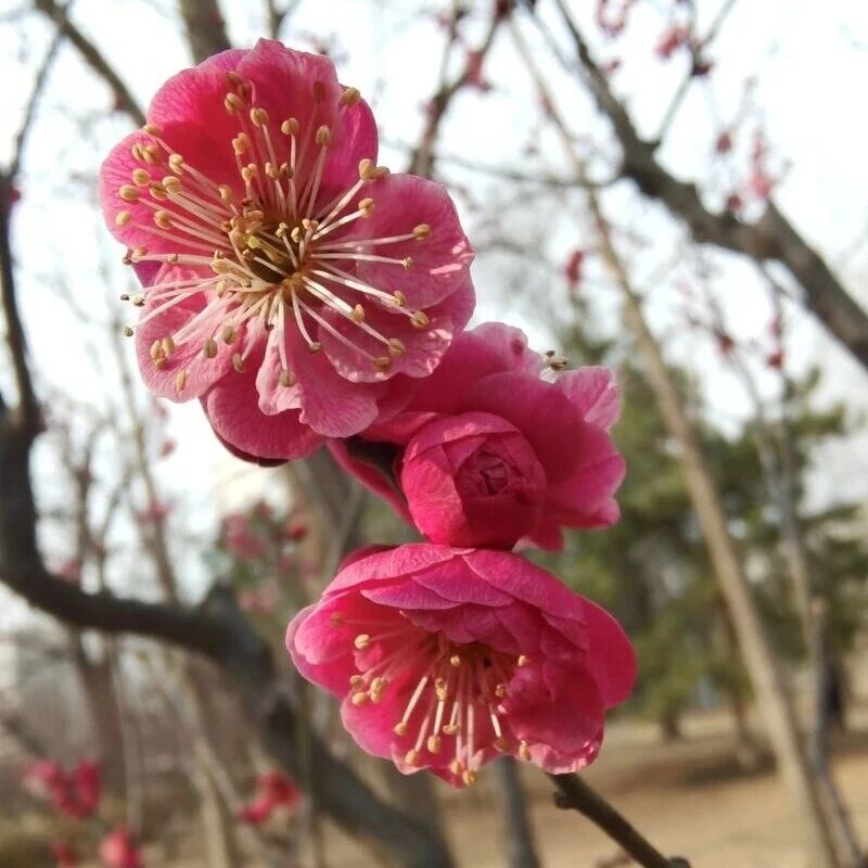 京城春早启新程|梅香报春!北京开启早春赏花模式 京城春早启新程|梅香报春!北京开启早春赏花模式