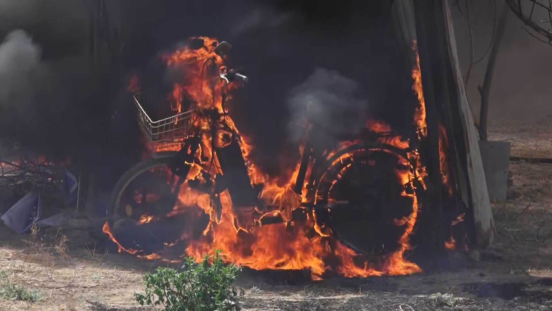 杨柳絮遇火瞬间燃烧 千万别手欠点燃它！