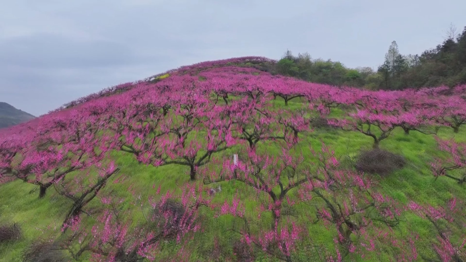 贵州石阡:桃花满山坡 绚烂如画卷 贵州石阡:桃花满山坡 绚烂如画卷
