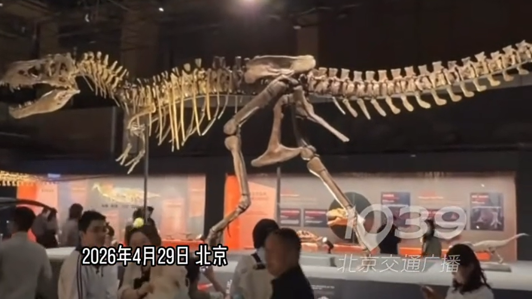 霸王龙化石大陆首展 北美霸王龙“登陆”国家自然博物馆