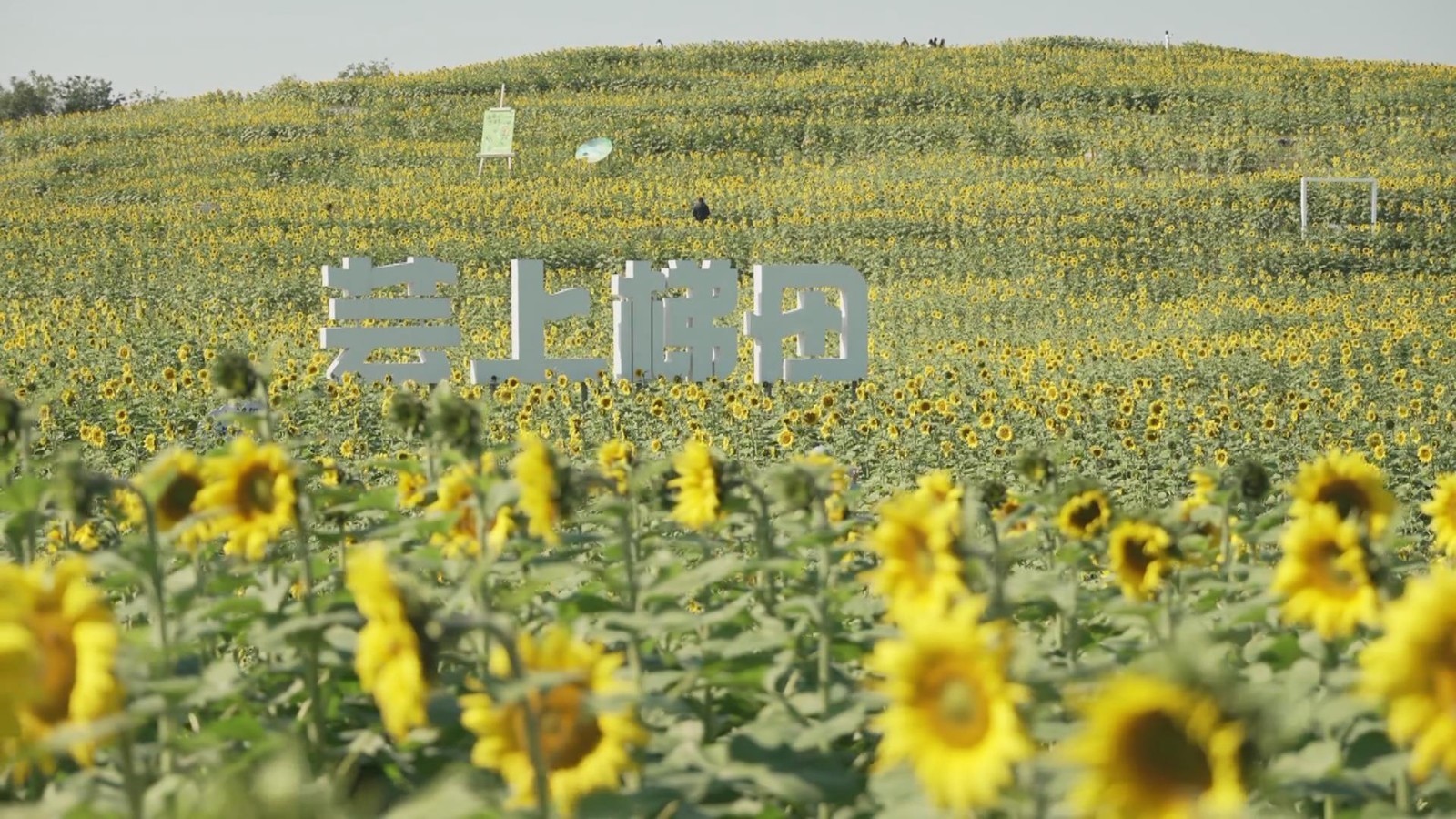 温榆河公园“芸上梯田”向日葵花海绚烂绽放 温榆河公园“芸上梯田”向日葵花海绚烂绽放
