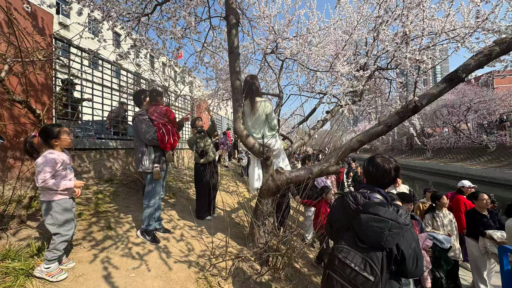 别再上墙上树啦!十里堡赏花,请走“正常路线” 别再上墙上树啦!十里堡赏花,请走“正常路线”