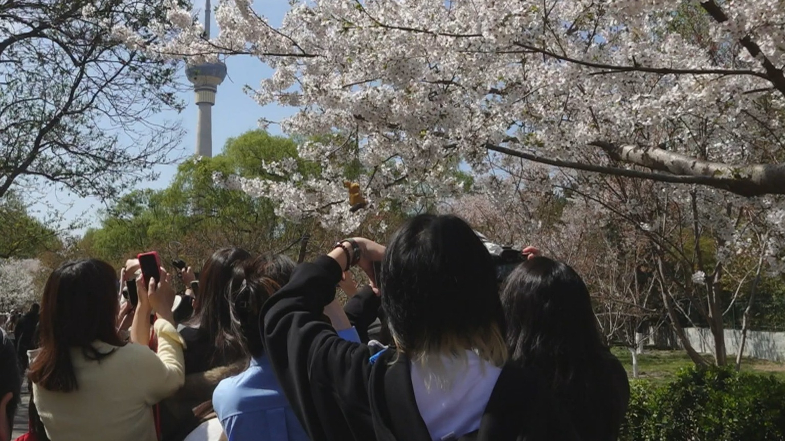 花事如潮 清明假期北京各大公园纳客近600万人次 花事如潮 清明假期北京各大公园纳客近600万人次