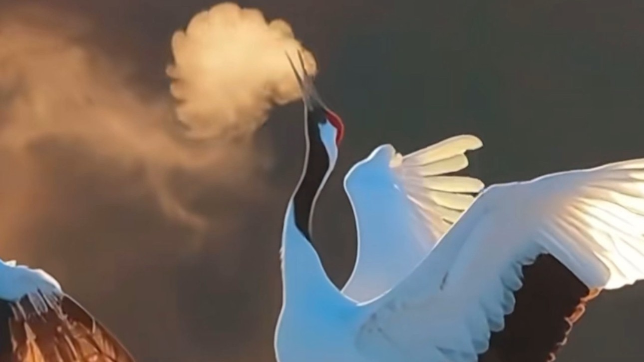 第一次见“仙鹤吐息” 一帧都不敢快进！ 见者如意 岁岁安康