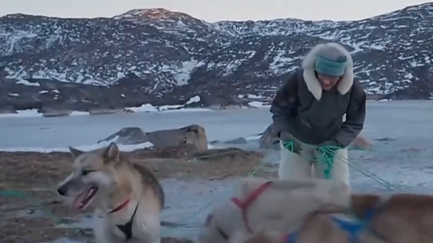 气候变化加剧，格陵兰岛狗拉雪橇文化面临威胁