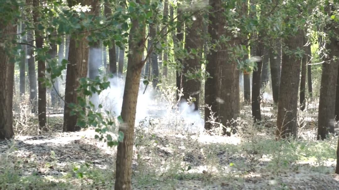 杨柳絮飘飞 警惕“白色”火患！