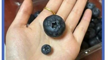 蓝莓越大，营养可能越“缩水”！90%的人都吃错了